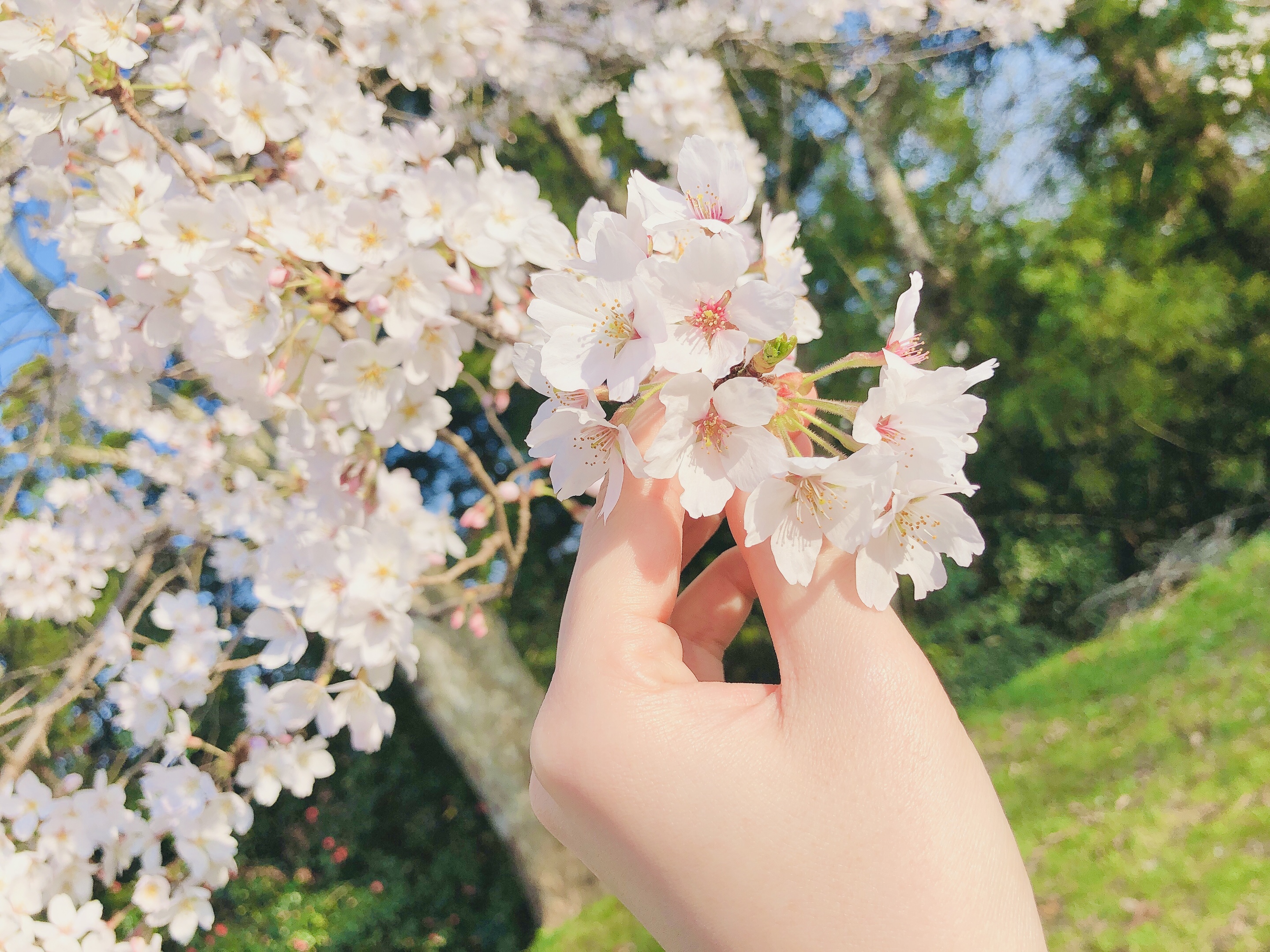 °˖✧桜花爛漫✧˖°